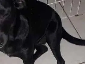 Cachorro ra a Vira lata idade 1 ano nome Onix