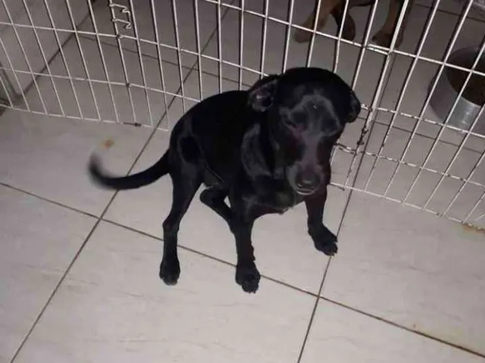 Cachorro ra a Vira lata idade 1 ano nome Onix