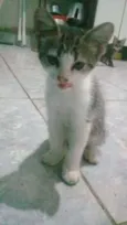 Bonita 2
