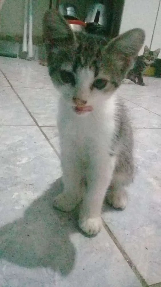 Gato ra a Ñ sei idade 2 a 6 meses nome Bonita 2