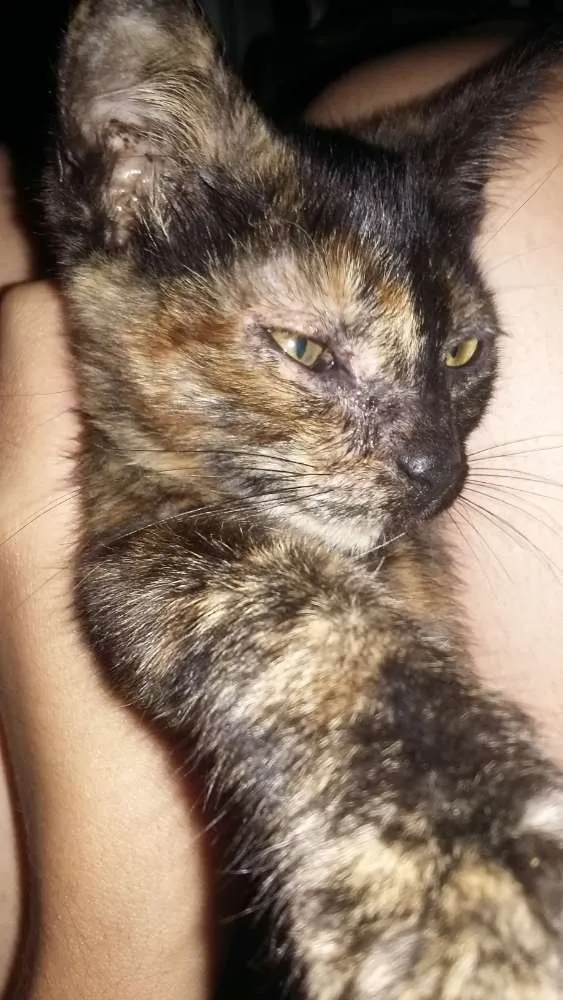 Gato ra a Ela é de raça  idade 2 a 6 meses nome Princesa