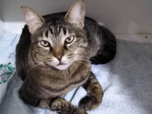 Gato raça Srd idade 3 anos nome Raja