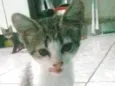 Bonita 2