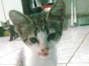 Gato raça Ñ sei idade 2 a 6 meses nome Bonita 2