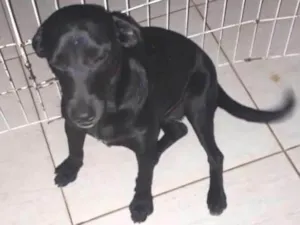 Cachorro raça Vira lata idade 1 ano nome Onix