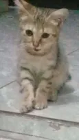 Sementinha 