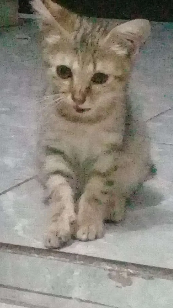 Gato ra a Ñ sei idade 2 a 6 meses nome Sementinha 