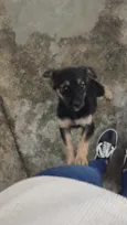 Nina