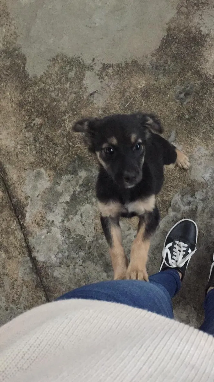 Cachorro raça Belga idade 2 a 6 meses nome Nina