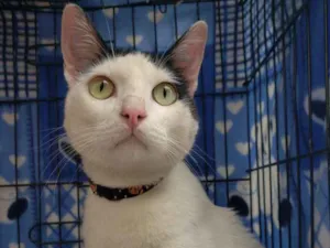 Gato raça Sdr idade 1 ano nome Alfredo