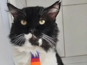 Gato raça SRD idade 3 anos nome Lord