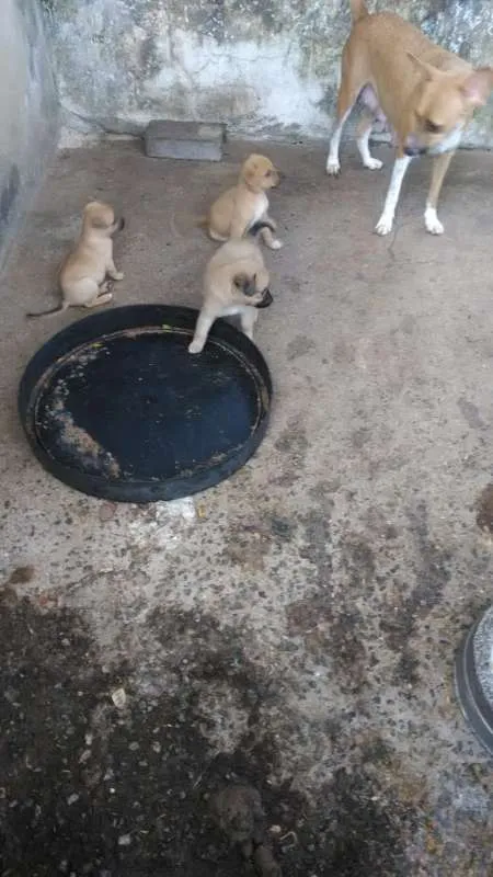 Cachorro ra a SEM RAÇA DEFINIDA idade 2 a 6 meses nome SEM NOME