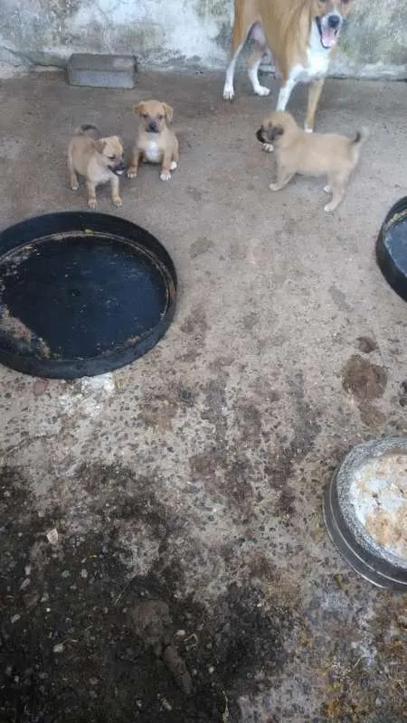 Cachorro ra a SEM RAÇA DEFINIDA idade 2 a 6 meses nome SEM NOME
