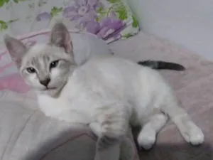 Gato raça nenhum idade 2 a 6 meses nome Lili