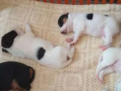 Cachorro ra a Vira lata idade Abaixo de 2 meses nome Ainda não tem nome