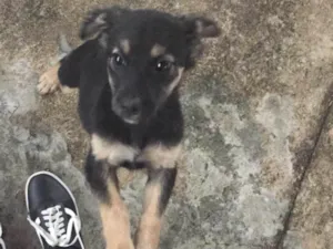 Cachorro raça Belga idade 2 a 6 meses nome Nina