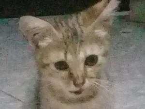 Gato raça Ñ sei idade 2 a 6 meses nome Sementinha 