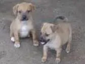Cachorro raça SEM RAÇA DEFINIDA idade 2 a 6 meses nome SEM NOME