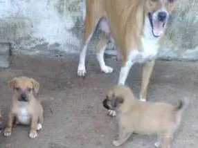 Cachorro ra a SEM RAÇA DEFINIDA idade 2 a 6 meses nome SEM NOME