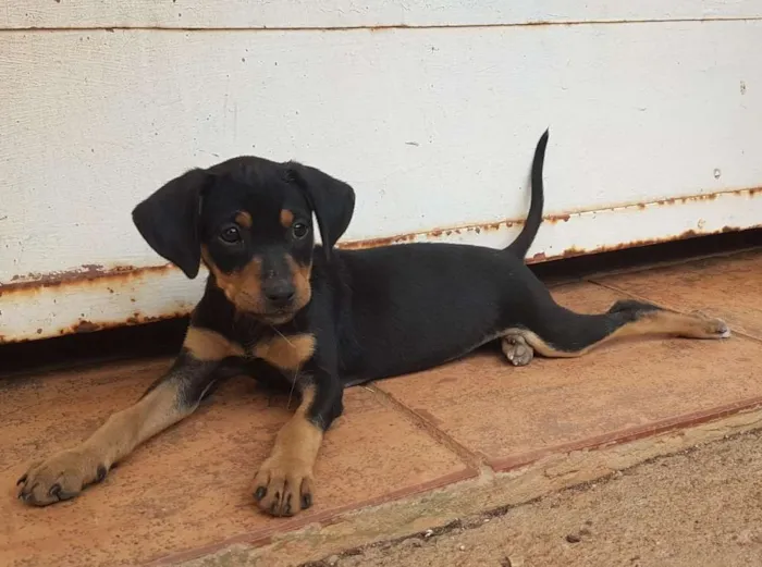 Cachorro ra a Vira lata idade 2 a 6 meses nome Sem nomes