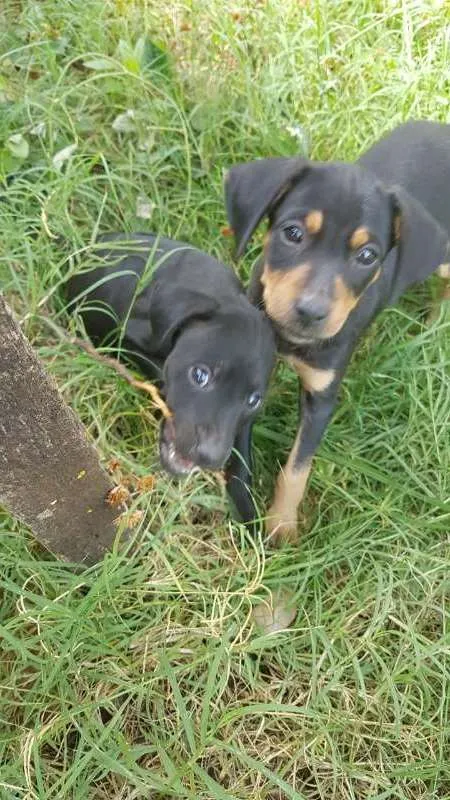 Cachorro ra a Vira lata idade 2 a 6 meses nome Sem nomes