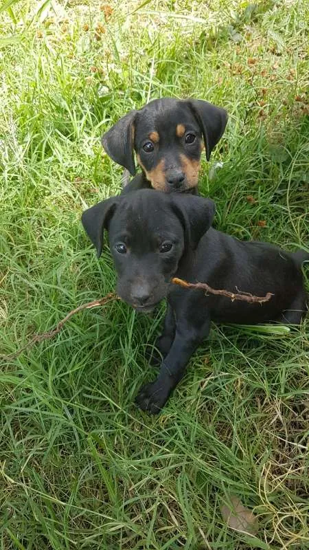 Cachorro ra a Vira lata idade 2 a 6 meses nome Sem nomes