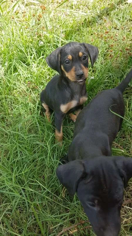 Cachorro ra a Vira lata idade 2 a 6 meses nome Sem nomes