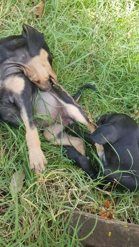Cachorro ra a Vira lata idade 2 a 6 meses nome Sem nomes