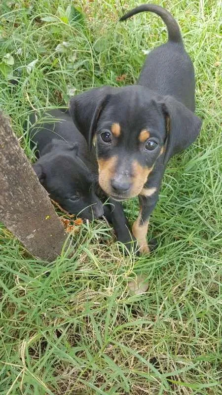 Cachorro ra a Vira lata idade 2 a 6 meses nome Sem nomes