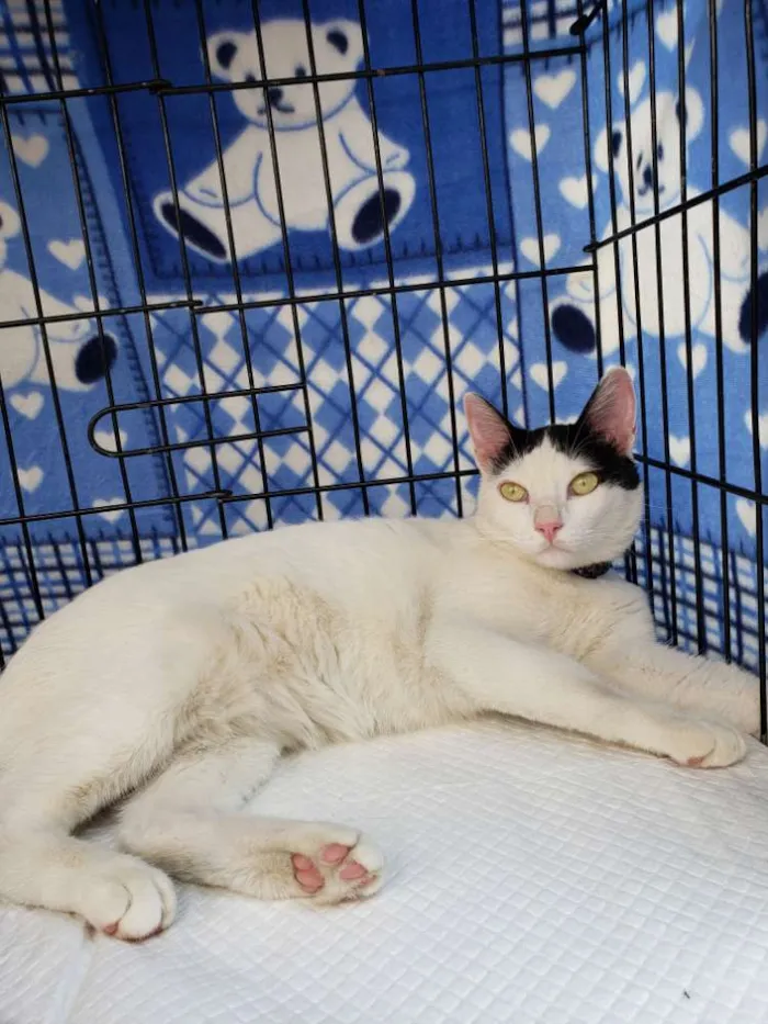 Gato raça SRD idade 1 ano nome Augusto