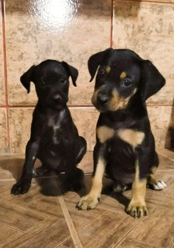 Cachorro ra a Vira lata idade 2 a 6 meses nome Sem nomes