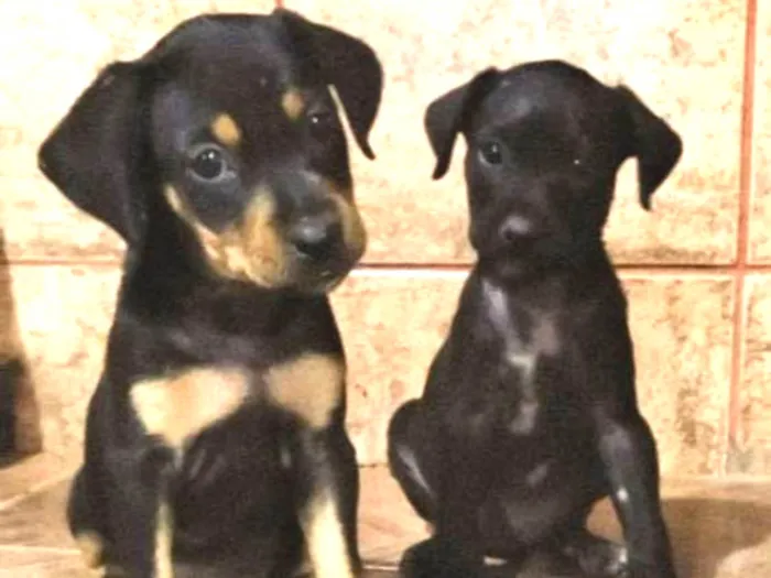 Cachorro ra a Vira lata idade 2 a 6 meses nome Sem nomes