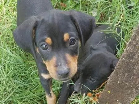 Cachorro ra a Vira lata idade 2 a 6 meses nome Sem nomes