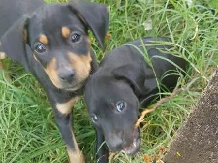 Cachorro ra a Vira lata idade 2 a 6 meses nome Sem nomes