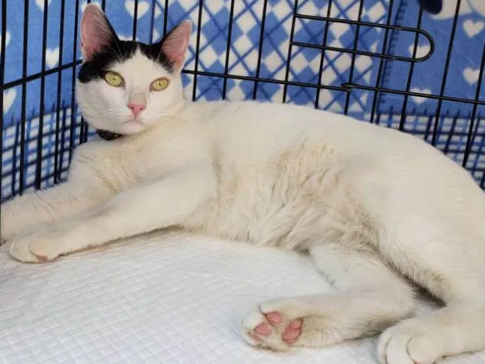 Gato raça SRD idade 1 ano nome Augusto