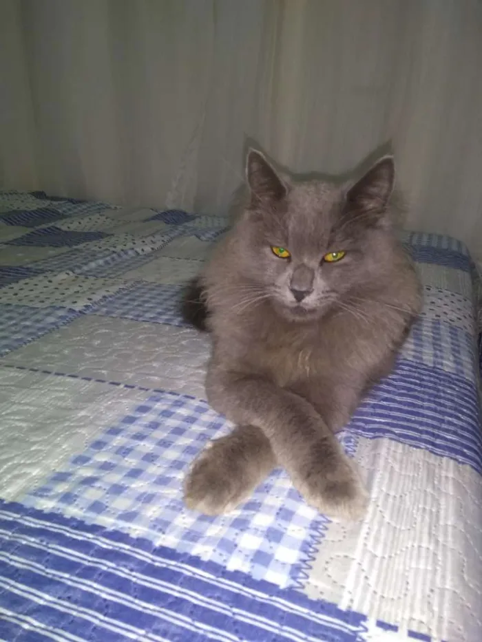 Gato ra a chartreux idade 7 a 11 meses nome Bob