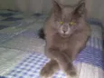 Bob