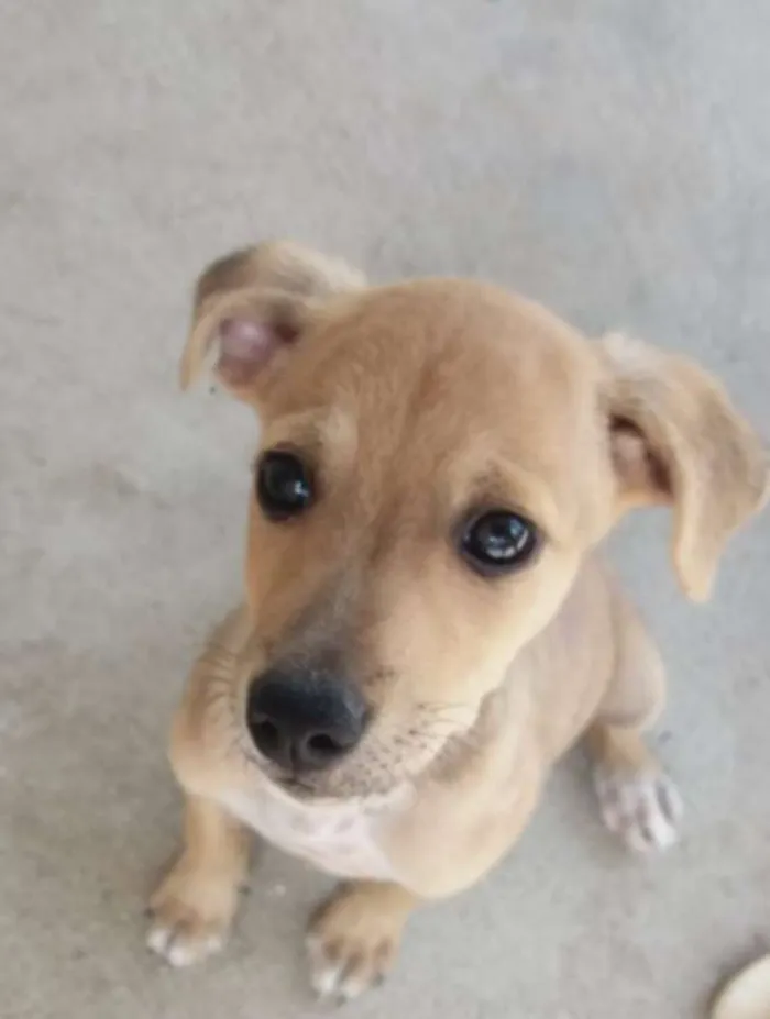Cachorro raça Sem Raça Definida idade 2 a 6 meses nome Cristofer