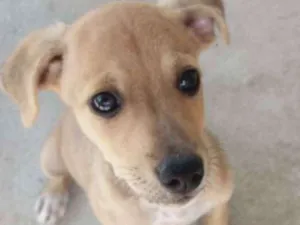 Cachorro raça Sem Raça Definida idade 2 a 6 meses nome Cristofer
