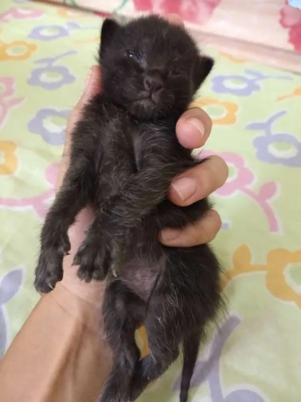 Gato ra a Indefinida idade Abaixo de 2 meses nome Dulce