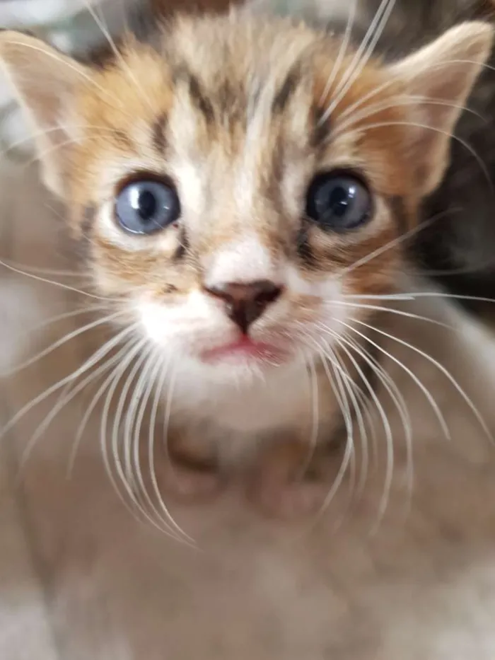 Gato ra a Srd idade Abaixo de 2 meses nome 1 Gatinho filhote