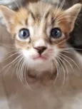 1 Gatinho filhote