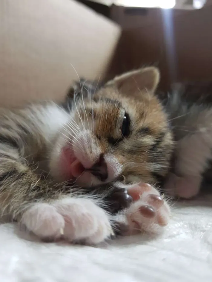 Gato ra a Srd idade Abaixo de 2 meses nome 1 Gatinho filhote