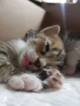 1 Gatinho filhote