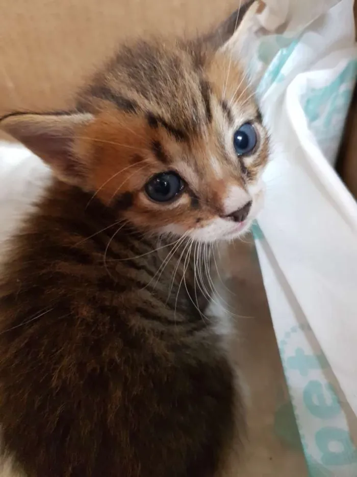 Gato ra a Srd idade Abaixo de 2 meses nome 1 Gatinho filhote