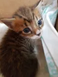 1 Gatinho filhote
