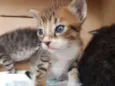 1 Gatinho filhote