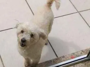 Cachorro raça Poodle idade 1 ano nome Sem nome