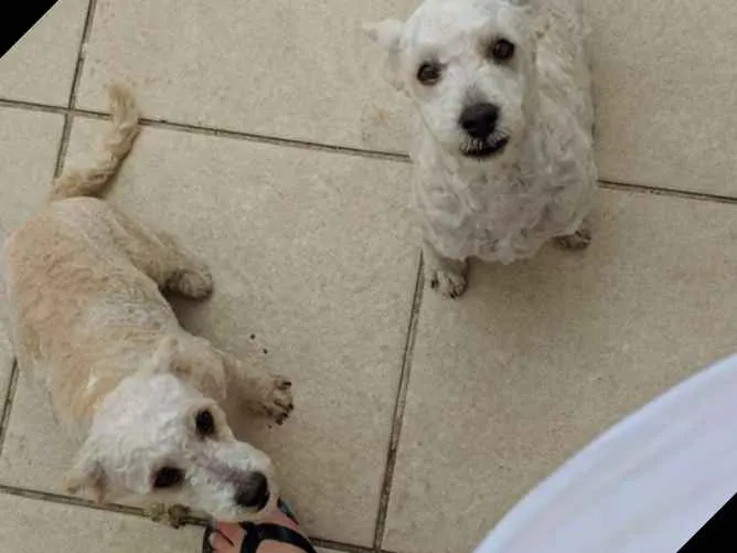 Cachorro raça Poodle idade 2 a 6 meses nome Sem nome