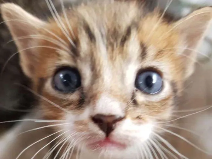 Gato ra a Srd idade Abaixo de 2 meses nome 1 Gatinho filhote